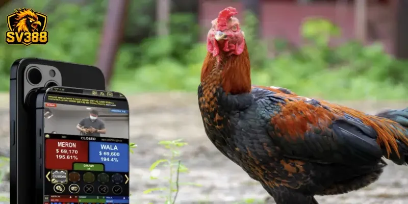 Cược gà đá mobile SV388: Trải nghiệm chọi gà trên điện thoại 4 Bí quyết tối ưu trải nghiệm cược gà đá mobile SV388