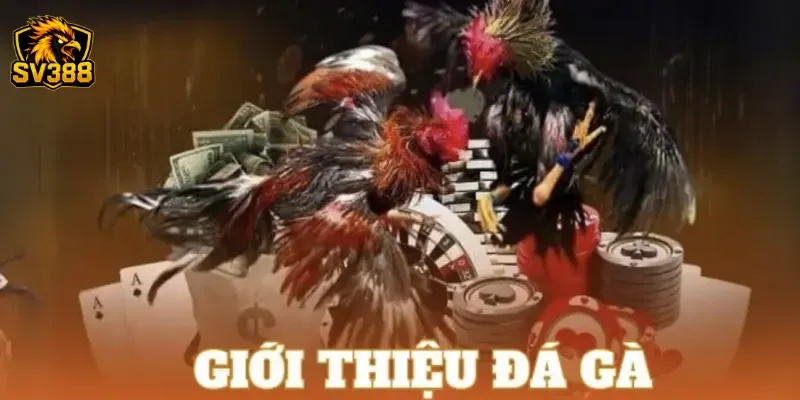 Cược gà đá uy tín SV388 – Sân chơi đá gà mạng đẳng cấp đỉnh cao 2 Tổng quan về hình thức cược gà đá uy tín SV388